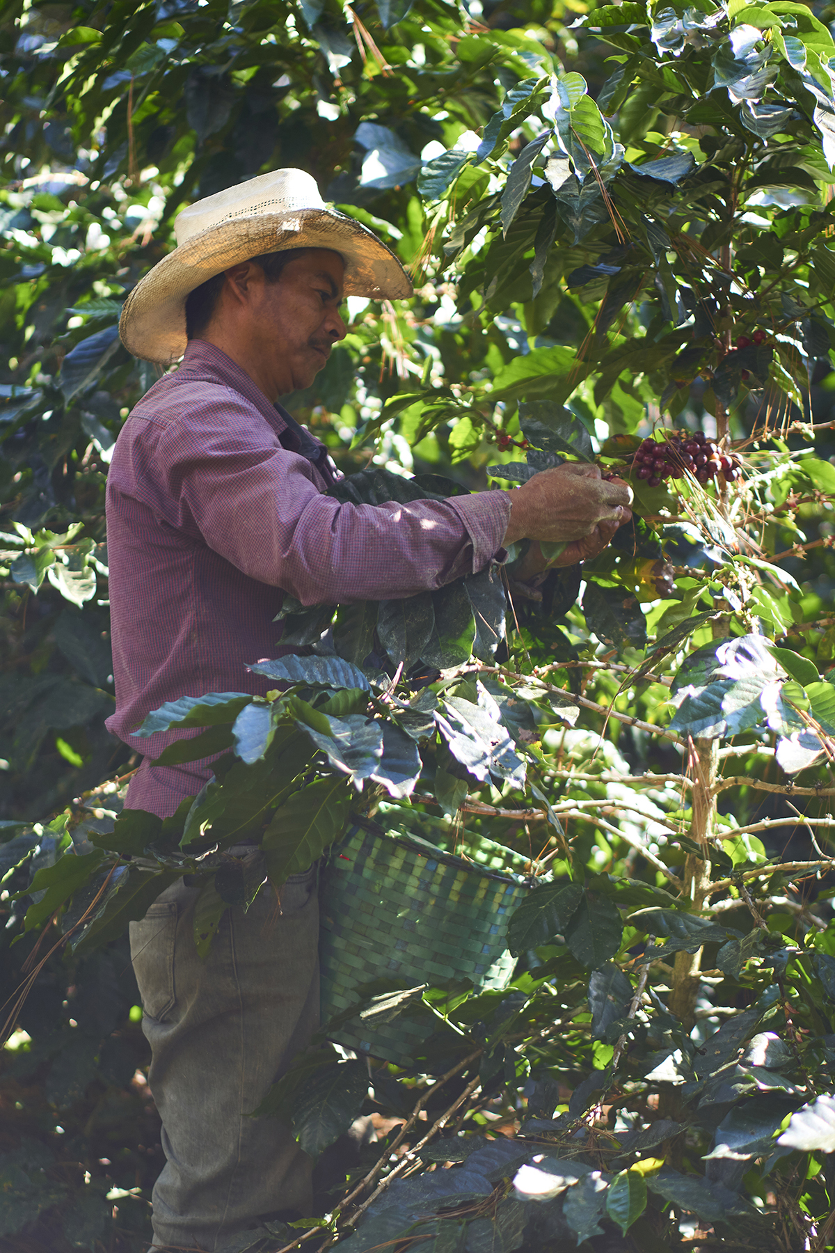 coffee producer