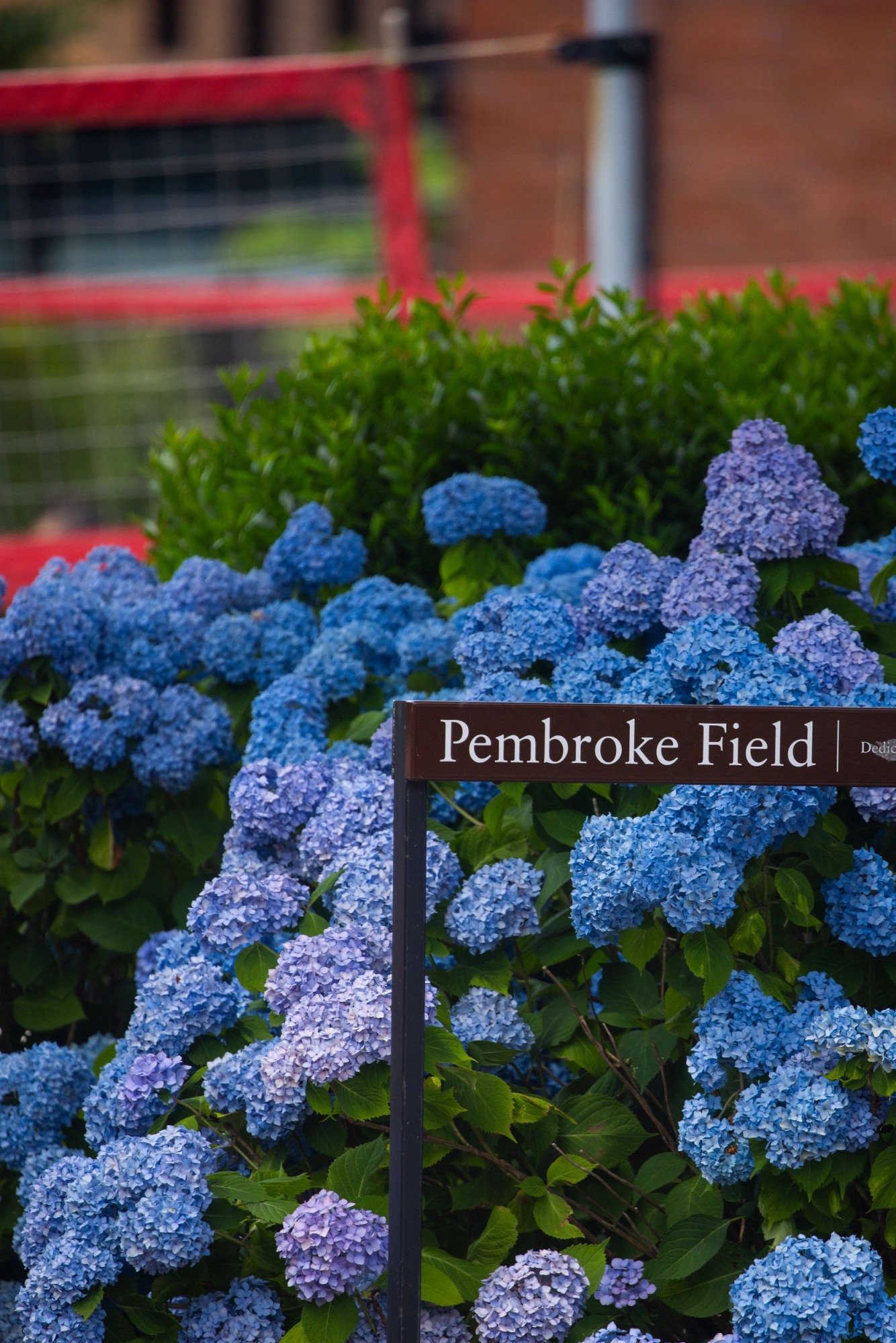 hydrangeas