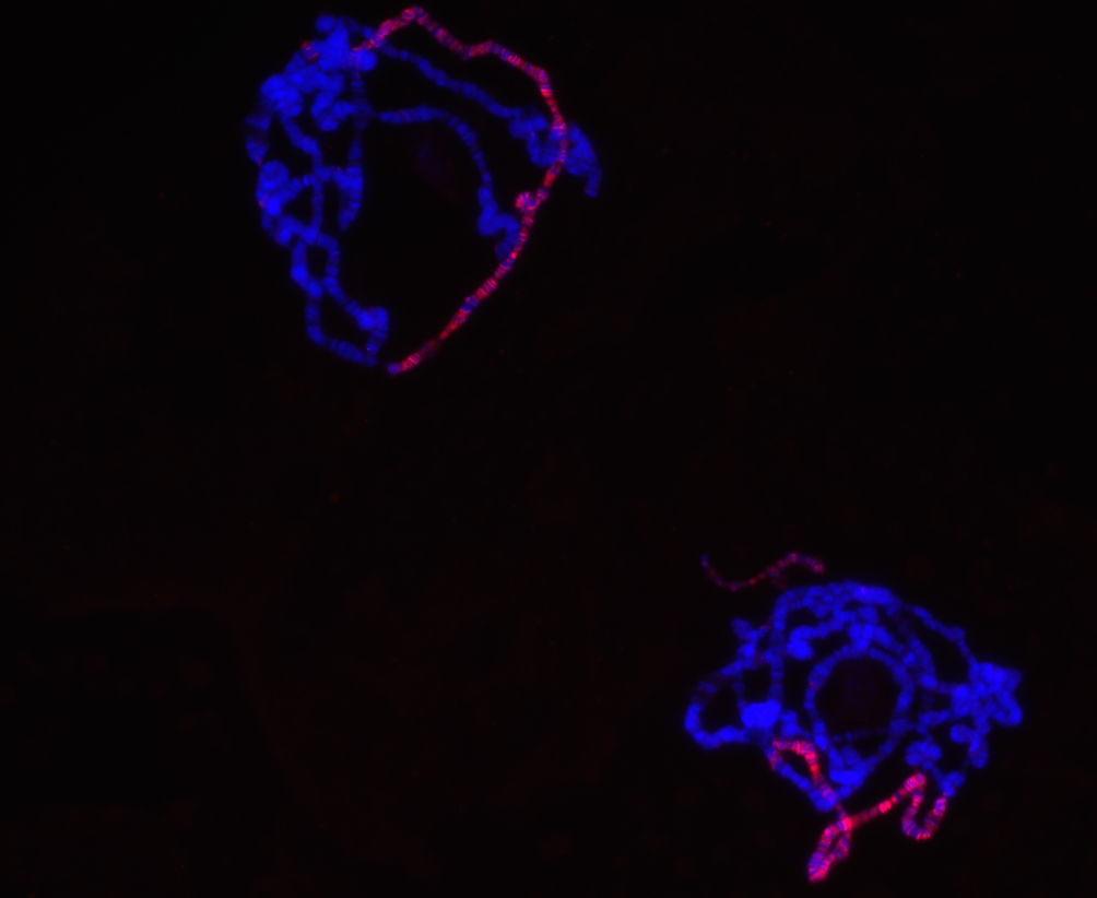 bundles of DNA