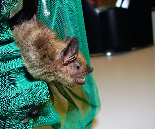 Big brown bat