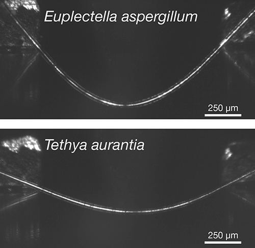 Spicule comparison images