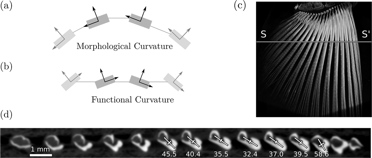 Diagram of morphological and functional curvature of fins