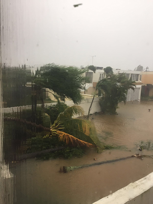 Flooding in the streets, with felled trees