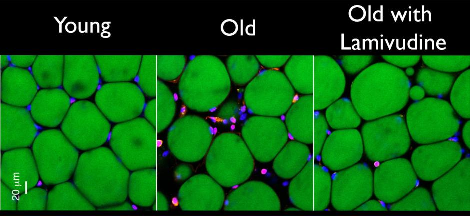 mouse tissue