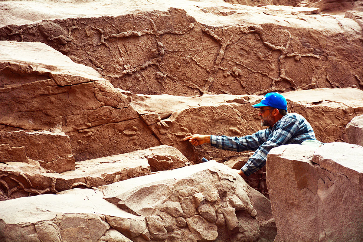 The footprints of an ancient rhea embedded in stone