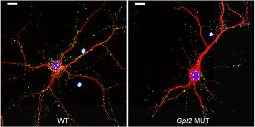 mouse neuron