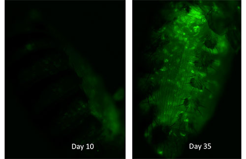 Fluorescence in the fat body of fruit flies