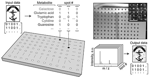 Experimental setup