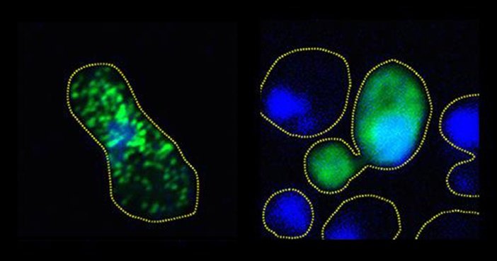 Untreated yeast cell (left) and phosphorylated yeast cell (right)