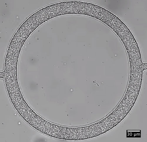 Bacteria clustered together in tiny racetracks