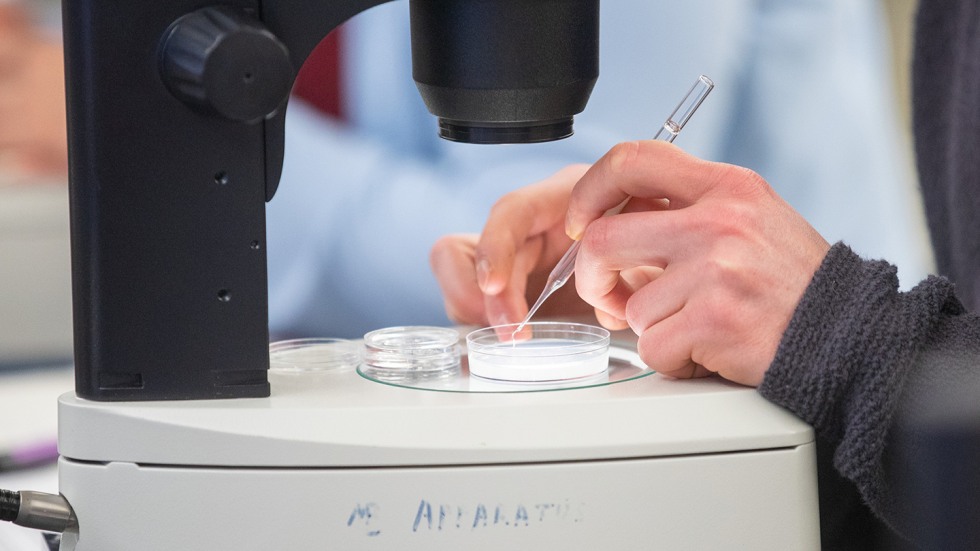 Student working at microscope