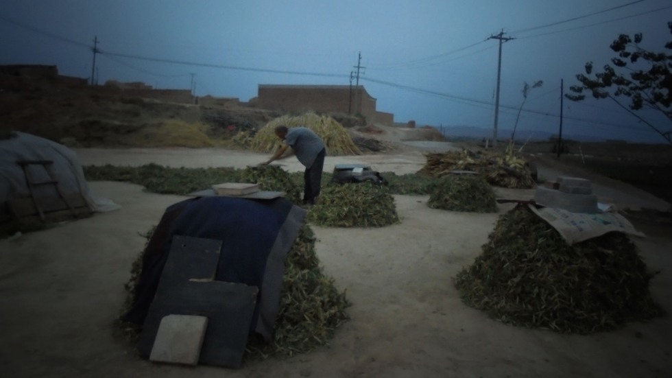 A man covers beans in Gensu, China