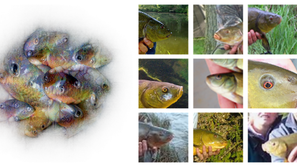 tench fish eyeballs