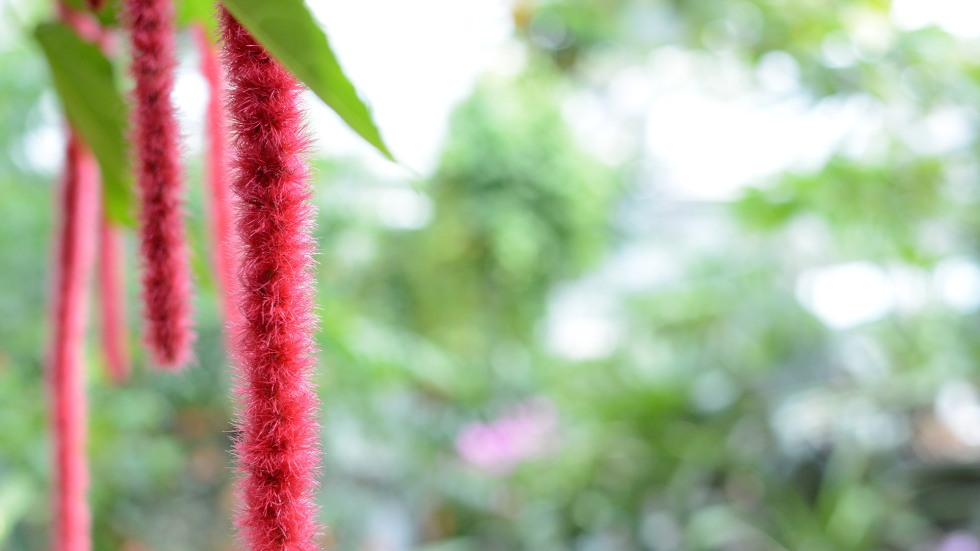 Acalypha Hispida close up