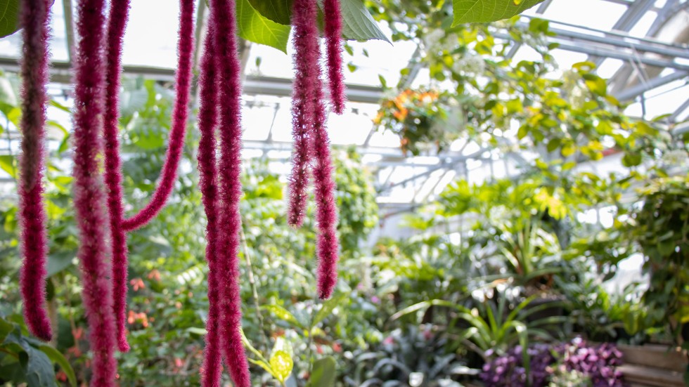 Acalypha Hispida