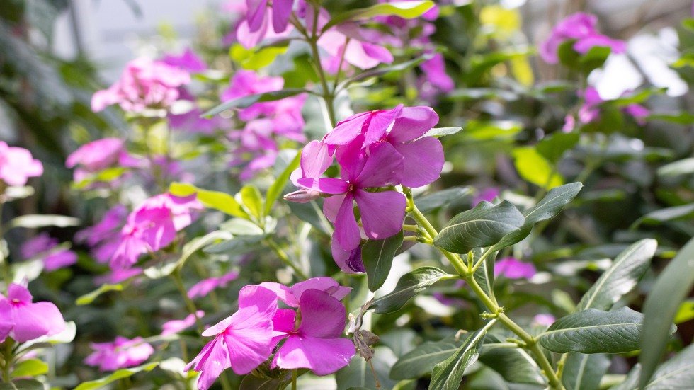 Catharanthus roseus