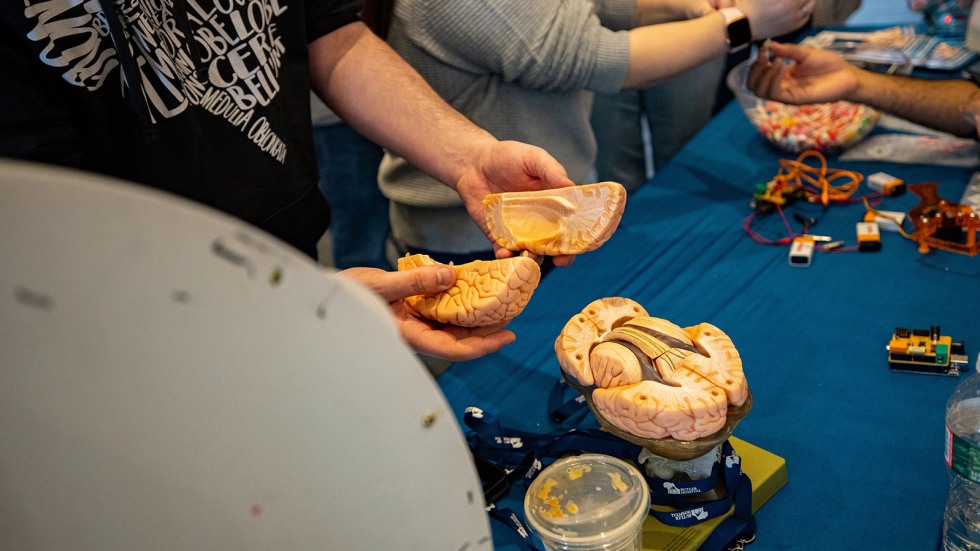 models of human brains are displayed at brown brain fair 