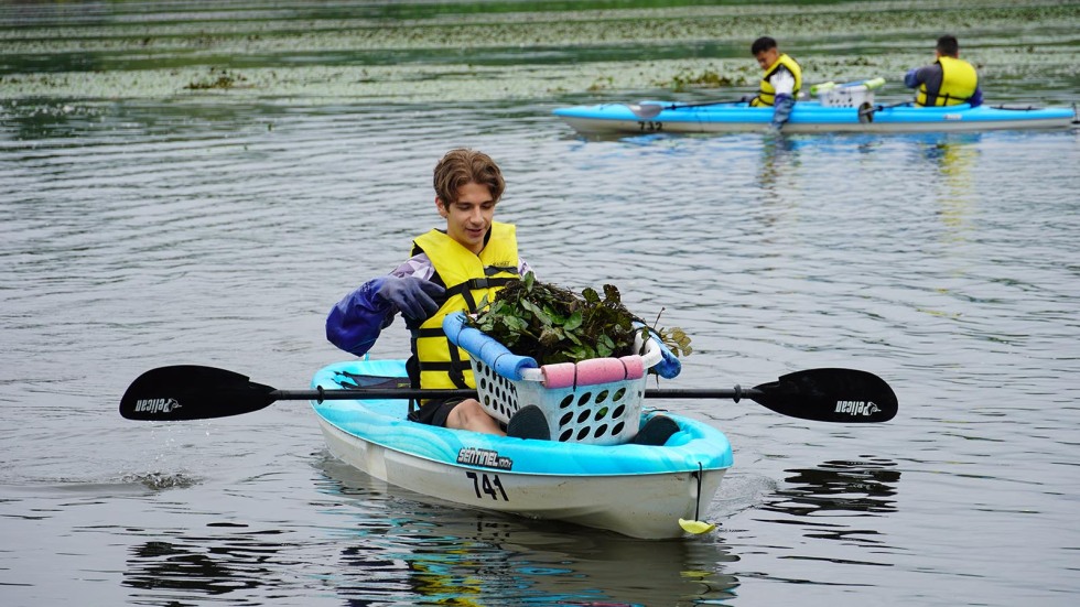 collecting water chestnuts from the river 