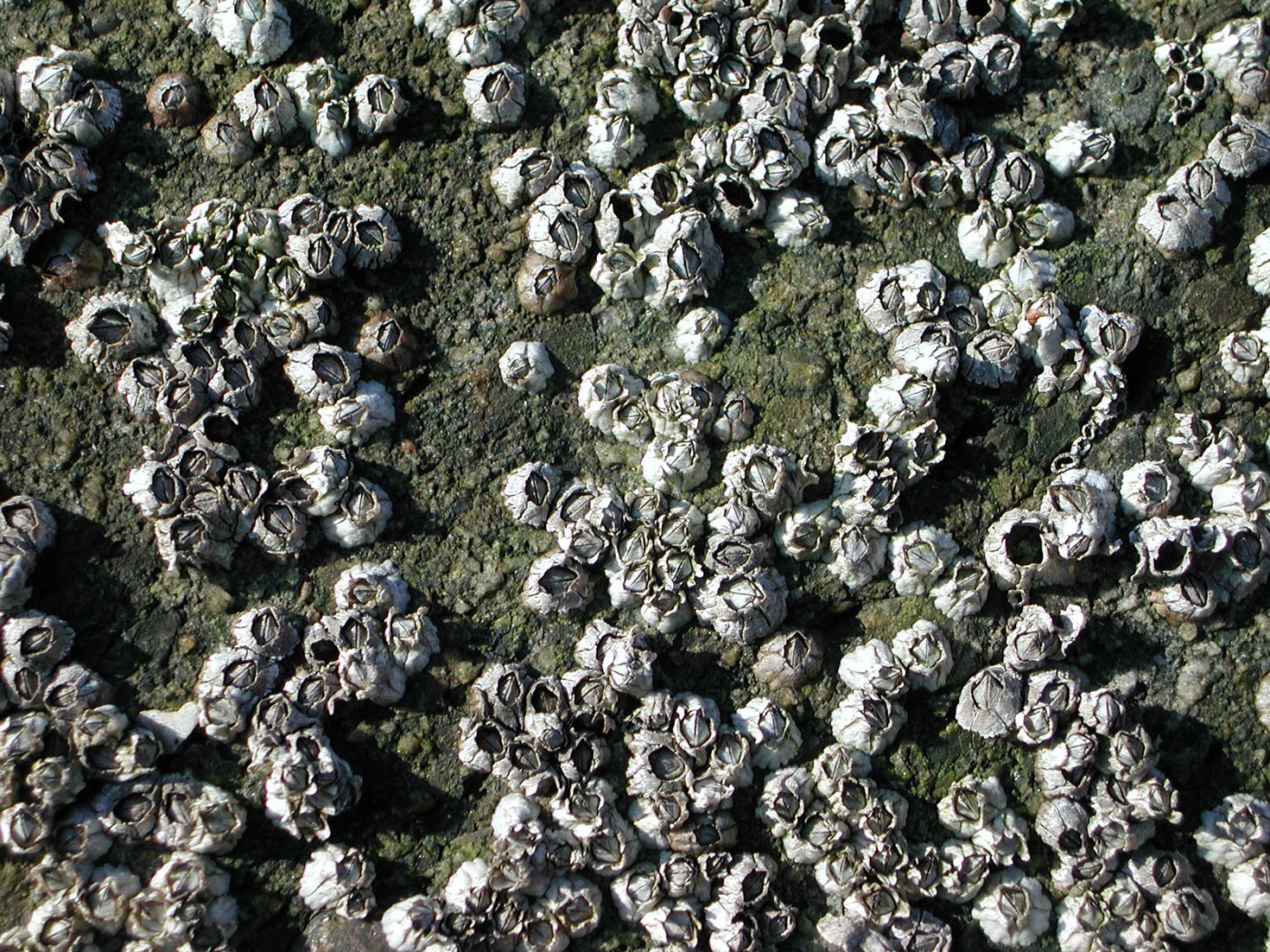 barnacles